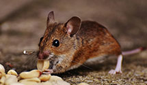 24 Hour & Emergency Exterminators in Beaver Springs, PA